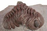 Red Austerops Trilobite - Hmar Laghdad, Morocco #329733-1